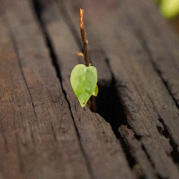 Endodoncia Salvar diente en Look Dental Look Dental