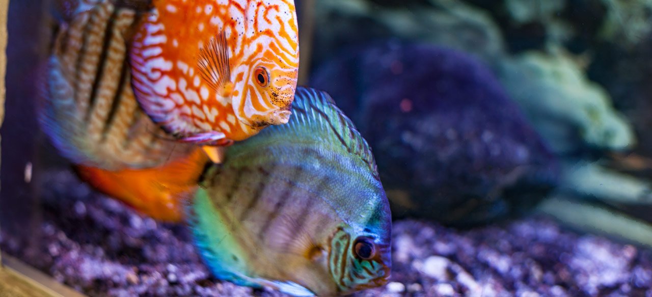 Acuario Clínica Look Dental Ibiza