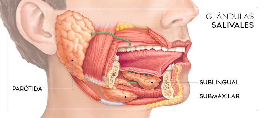 Glandulas Salivales